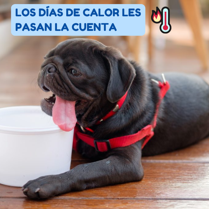 Manta Refrigerante Para Mascota 50X40cm / Alivio inmediato para tu mascota🐾